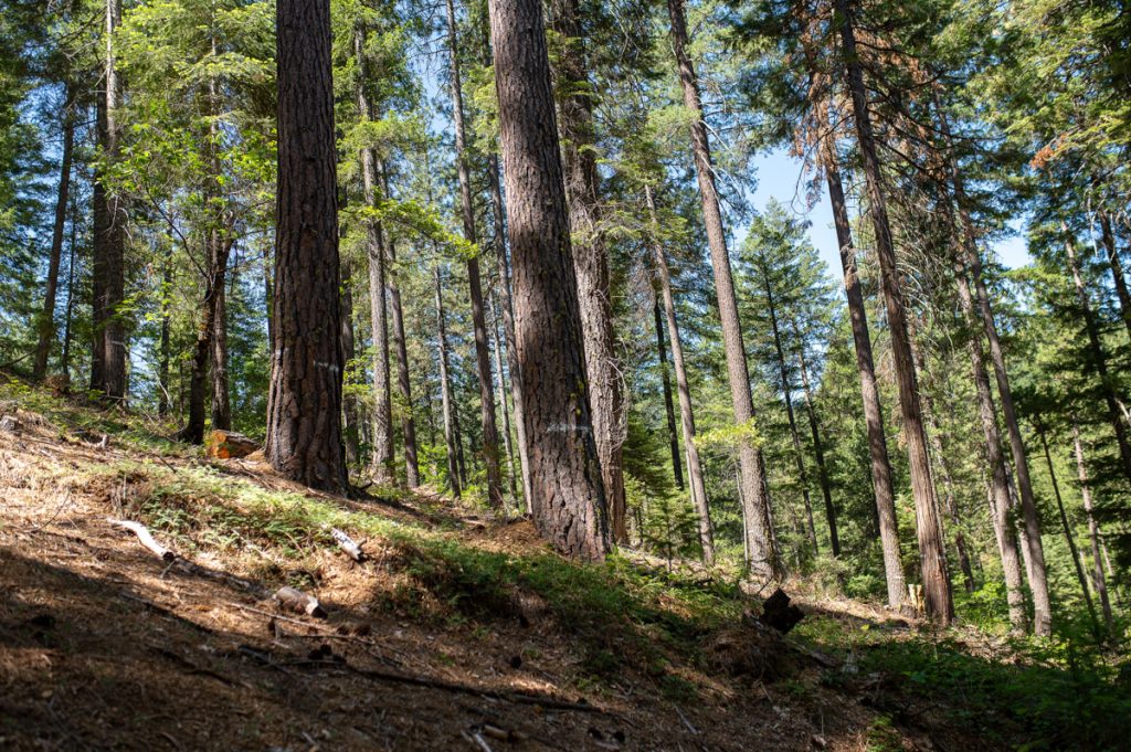North Fork Forest Recovery Project-3