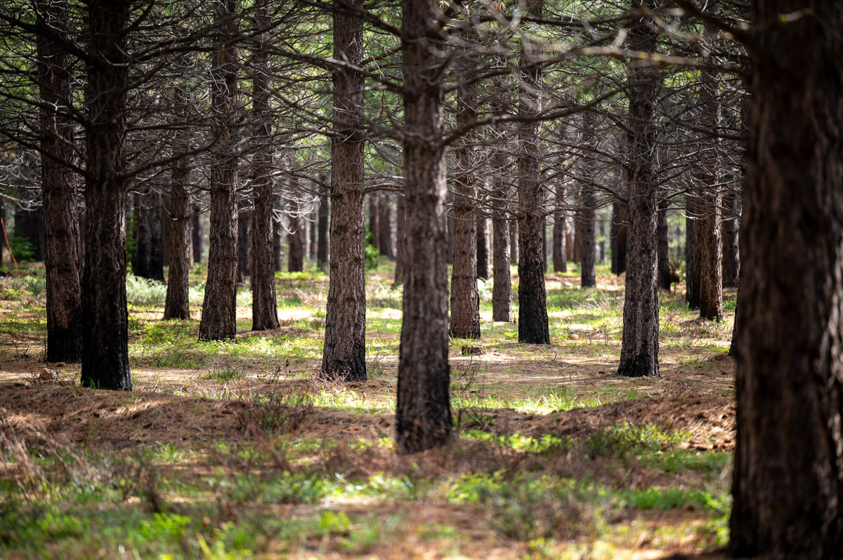 Feather River Stewardship Coalition-3