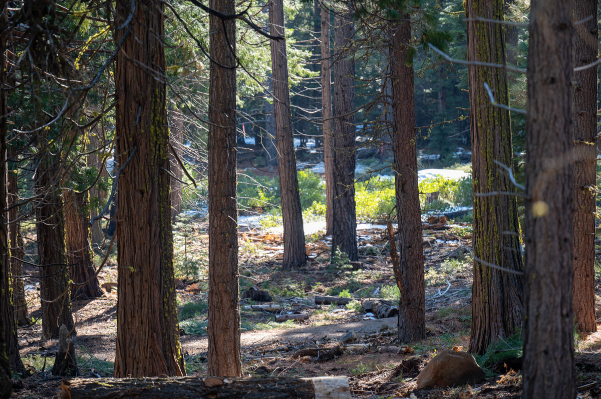 West Shore Community Wildfire Protection-2