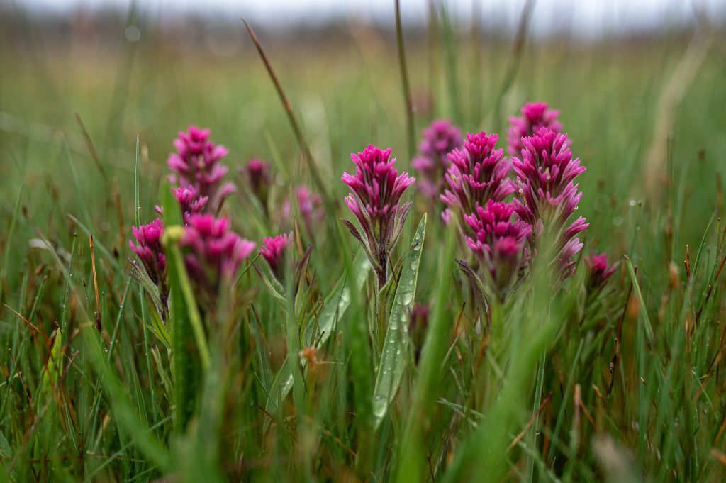Conserving Mount Lassen Paintbrush at Swain Meadow