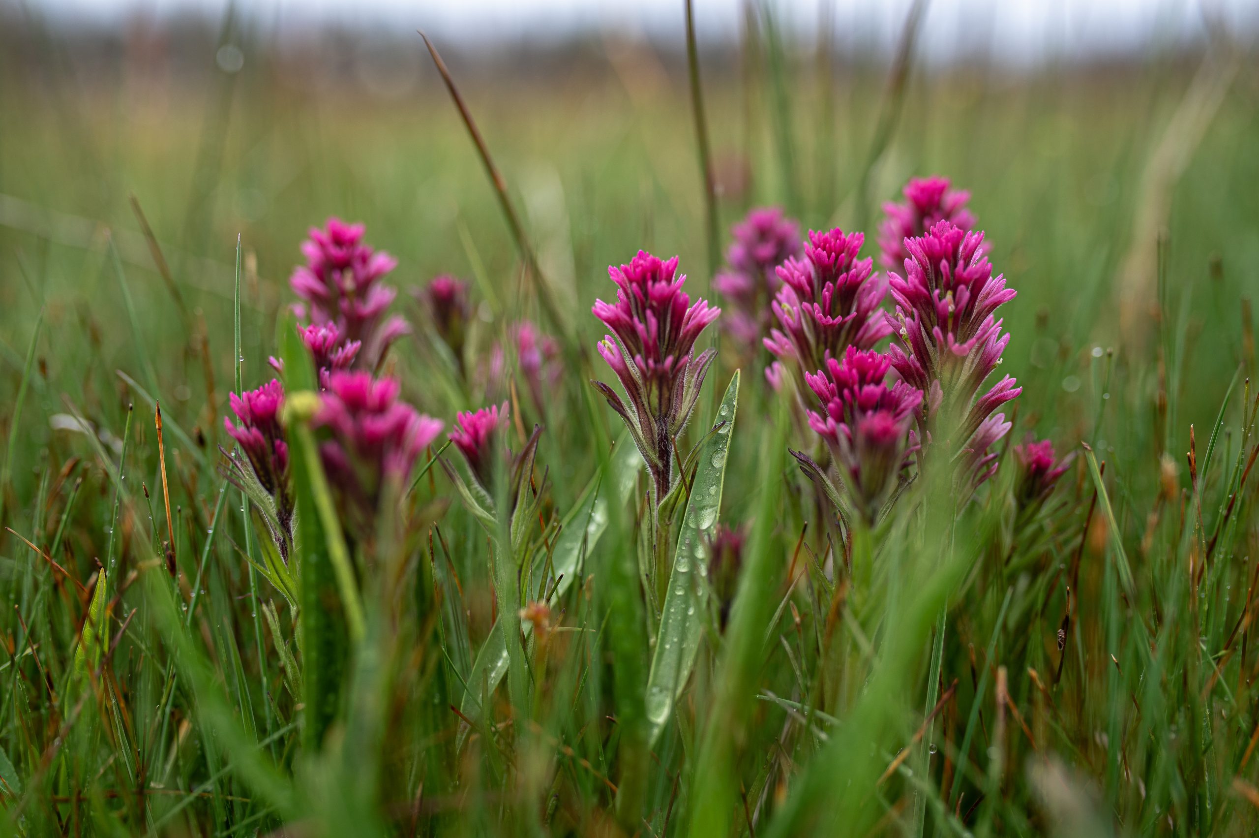 Conserving Mount Lassen Paintbrush at Swain Meadow